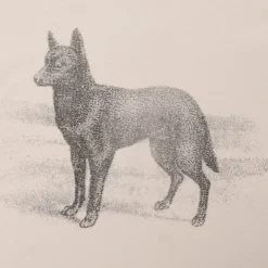 Pass~Port Kelpie Tee - Natural